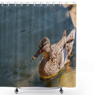 Personality  Close Up View Of Duckling Swimming In Pond  Shower Curtains
