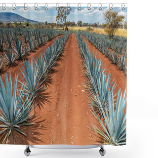 Personality  Landscape Of Agave Plants To Produce Tequila. Mexico. Shower Curtains