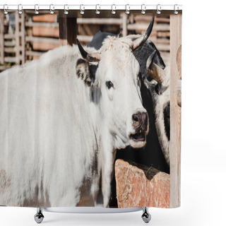 Personality  White Bulls Standing Outside In Zoo Shower Curtains