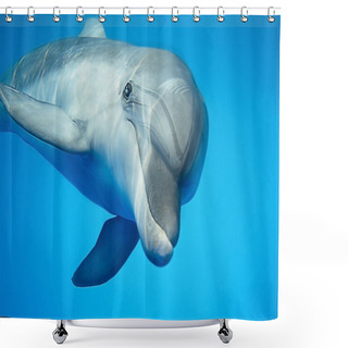 Personality  Dolphin Under Water Shower Curtains