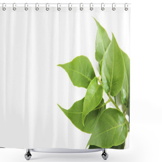 Personality  Natural Green Leaves Of A Tree With Veins On A White Background Shower Curtains