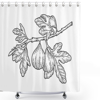 Personality  Common Fig Tree With Fruits Sketch Engraving Vector Illustration. T-shirt Apparel Print Design. Scratch Board Imitation. Black And White Hand Drawn Image. Shower Curtains