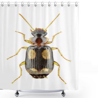 Personality  Dromius Quadrimaculatus Isolated On A White Background Shower Curtains