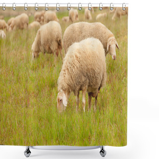 Personality  Sheep Grazing In Meadow Shower Curtains