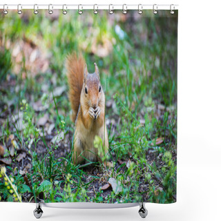 Personality  Squirrel. Beautiful Squirrel In Nature. Shower Curtains