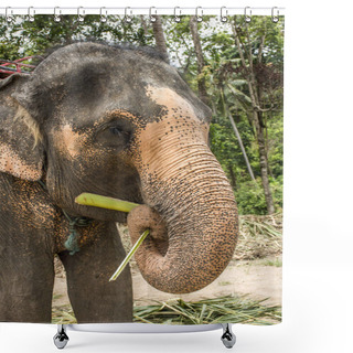 Personality  Feeding Elephant Tourist Tour Koh Phangan Island Thailand Shower Curtains
