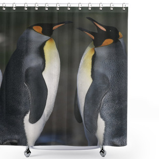 Personality  King Penguins Opposite Each Other Shower Curtains