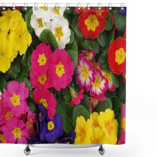 Personality  Primroses Shower Curtains