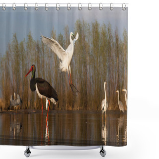 Personality  Beautiful Wild Birds On A Lake: Black Stork,  Great White Egret,  Grey Heron Lake, Black Headed Gull, Night Egret, Duck Shower Curtains
