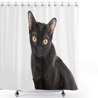 Personality  Black Traditional Bombay Cat On White Background Shower Curtains