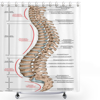 Personality  Didactic Board, Anatomy Of Human Bony System, Human Skeletal System, The Skeleton, Spine, The Bony Spinal Column, Vertebral Column, Vertebral Bones, Trunk Wall, Anatomical Body, Lateral View Shower Curtains