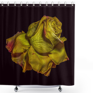 Personality  Floral Color Macro Portrait Of An Aged Single Isolated Yellow Rose Blossom On Black Background In Vintage Painting Style - Surreal, Fantasy, Fantastic Realism - Decay, Age, Time, Fading, Old Shower Curtains