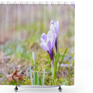 Personality  Crocuses Flowers  Shower Curtains