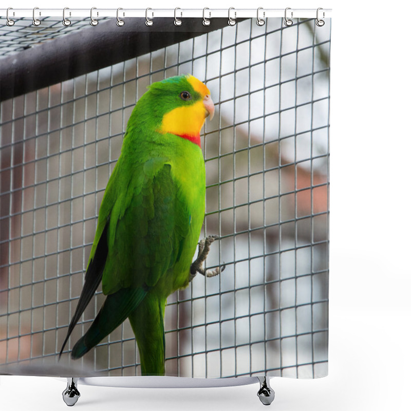 Personality  Port Lincoln Parrot - Australian Ringneck  Shower Curtains