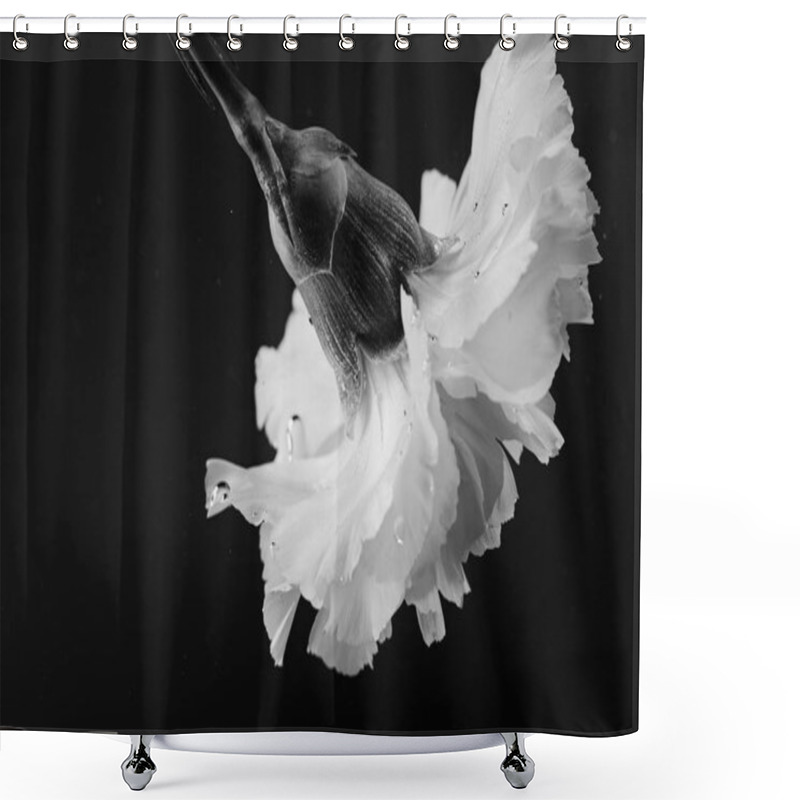 Personality  black and white photo of carnation flower in water shower curtains