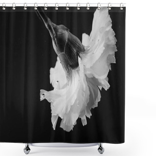Personality  Black And White Photo Of Carnation Flower In Water Shower Curtains