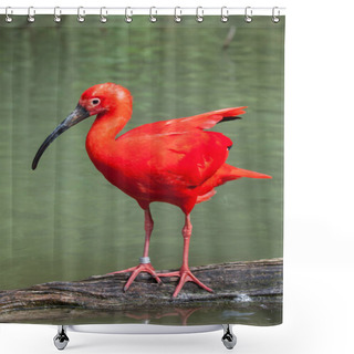 Personality  Scarlet Ibis (Eudocimus Ruber) Shower Curtains