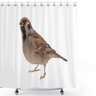 Personality  Sparrow Shower Curtains