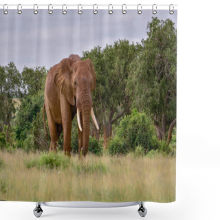 Personality  Elephants In The Tsavo East And Tsavo West National Park In Kenya Shower Curtains