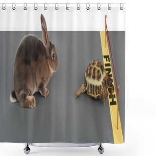 Personality  Tortoise-hare Shower Curtains