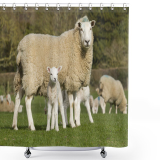 Personality  Sheep And Lamb In Rural Countryside Shower Curtains