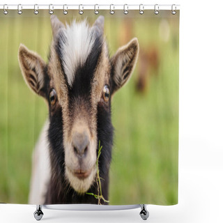 Personality  Close-up Of A Goat Carrying A Leaf Of Grass Shower Curtains