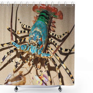 Personality  Spiny Lobster Langouste Or Rock Lobsters Shower Curtains