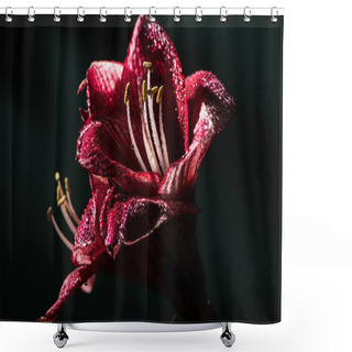 Personality  Red Lily Flowers With Water Drops Isolated On Black Shower Curtains