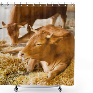 Personality  Cute, Clean, Healthy And Happy Cow In A Barn, Relaxing In Fresh Straw, Beautiful Yellow Sunlight, Can Be Used As Background Shower Curtains
