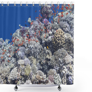 Personality  Colorful Coral Reef With Shoal Of Fishes Anthias , Underwater Shower Curtains