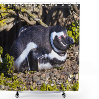 Personality  Penguins In The Pinguinera Faro Cabo Virgenes, In Argentina Shower Curtains