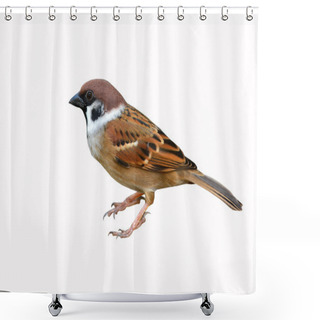 Personality  Eurasian Tree Sparrow Bird Shower Curtains