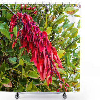 Personality  Bright Red Flowers Of Cockspur Coral Tree Erythrina Crista-galli. Shower Curtains