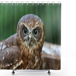 Personality  Boobook Owl Looking Straight Ahead Shower Curtains
