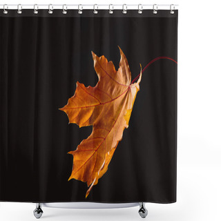 Personality  One Falling Orange Maple Leaf Isolated On Black, Autumn Background Shower Curtains