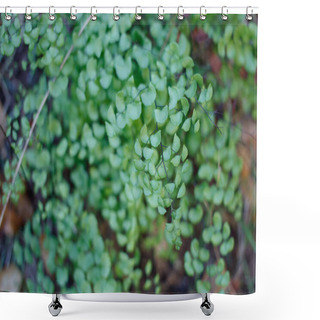 Personality  Bipinnate Alternate Distally Broad Rounded Proximally Truncate Revolute Denticulate Leaves Of California Maidenhair, Adiantum Jordanii, Pteridaceae, Native In The Santa Monica Mountains, Springtime. Shower Curtains