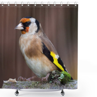 Personality  European Goldfinch Bird Close Up   Shower Curtains