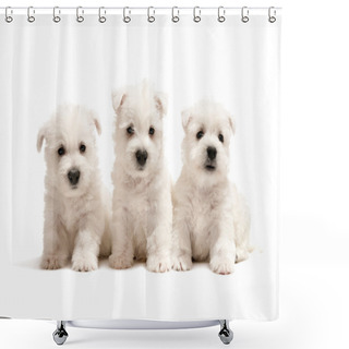 Personality  Three West Highland White Terrier Puppies Shower Curtains