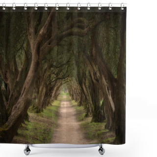 Personality  Olive Trees Tunnel In Spain Shower Curtains