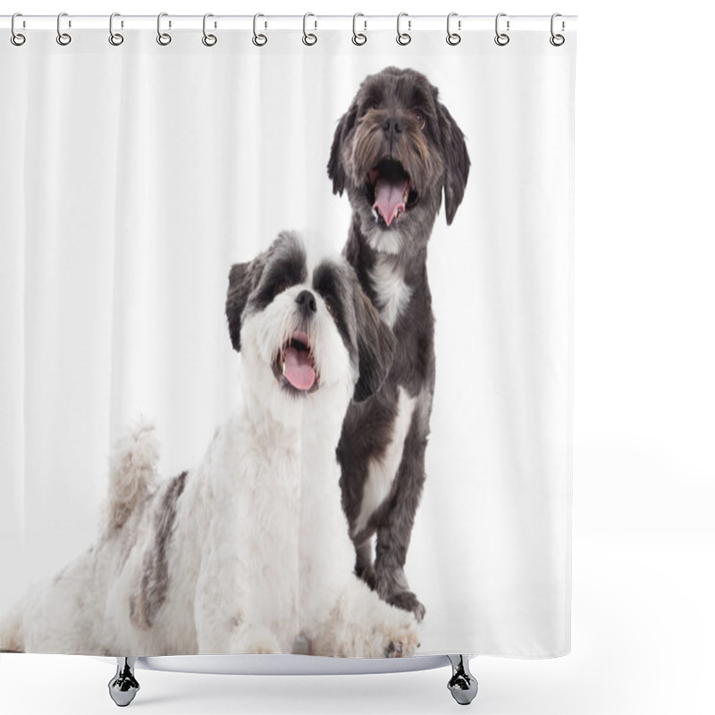 Personality  2 Young Shi Tzu Dogs Shower Curtains