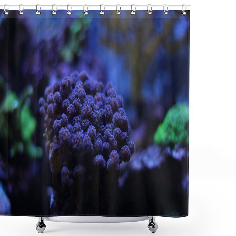 Personality   Pocillopora SPS Coral   Shower Curtains