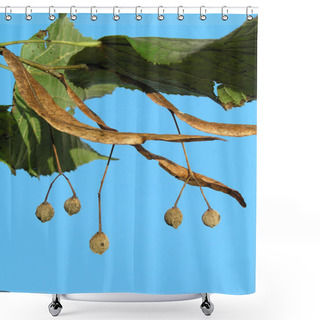 Personality  Large-leaved Lime Linden Tree Leaves In Summer Shower Curtains