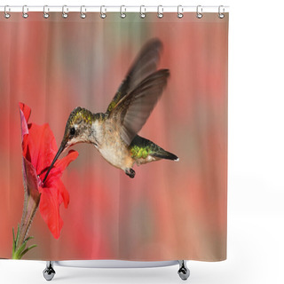 Personality  Ruby-throated Hummingbird In Flight Shower Curtains