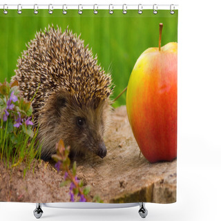 Personality  Hedgehog And Apple On The Tree Stump Shower Curtains