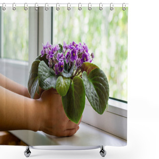 Personality  Young Female Hands Hold Flower Pot With Blossoming African Violet Flower Saintpaulia With Green Leaves.  Shower Curtains