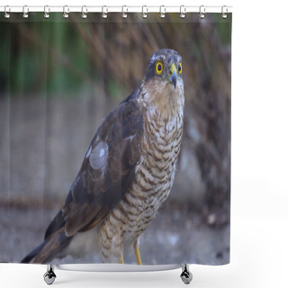 Personality  Eurasian Sparrowhawk (accipiter Nisus) Shower Curtains