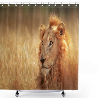 Personality  Lion In Grassland Shower Curtains