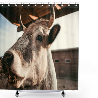 Personality  Close Up View Of Cow Eating Dry Grass In Corral At Zoo  Shower Curtains