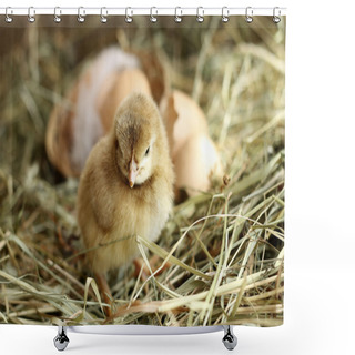 Personality  Brown Orpington Chick On Hay Background Shower Curtains