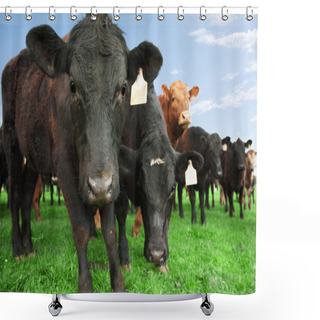 Personality  Beef Cattle On Farm Shower Curtains